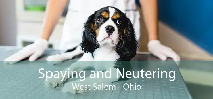 Spaying and Neutering West Salem - Ohio