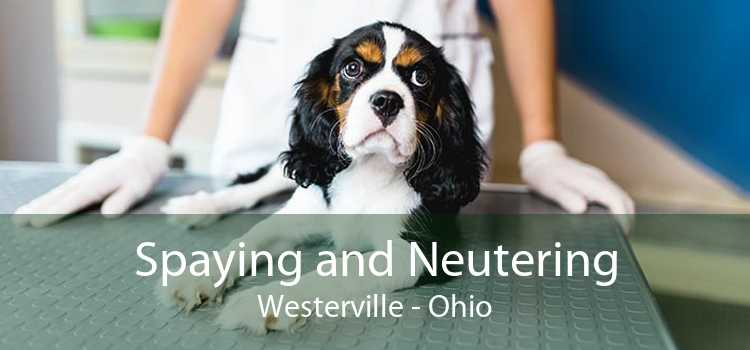 Spaying and Neutering Westerville - Ohio