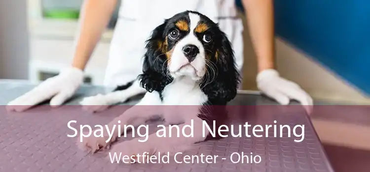 Spaying and Neutering Westfield Center - Ohio