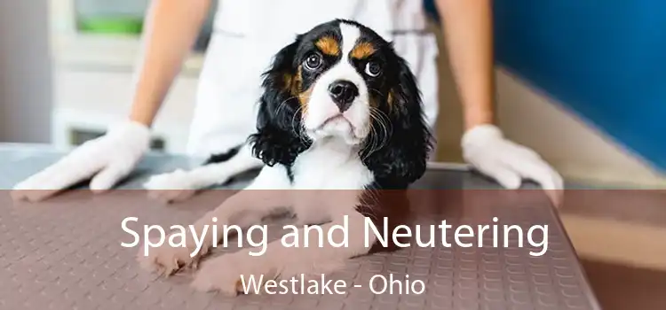 Spaying and Neutering Westlake - Ohio