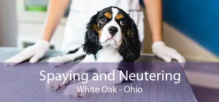 Spaying and Neutering White Oak - Ohio