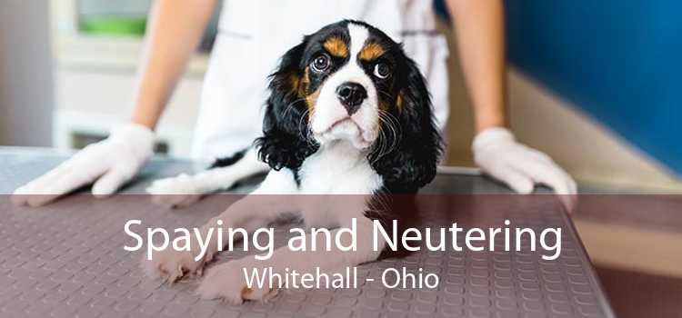 Spaying and Neutering Whitehall - Ohio