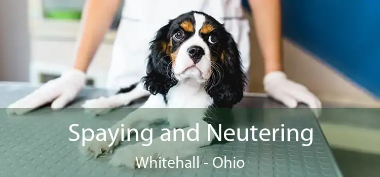 Spaying and Neutering Whitehall - Ohio