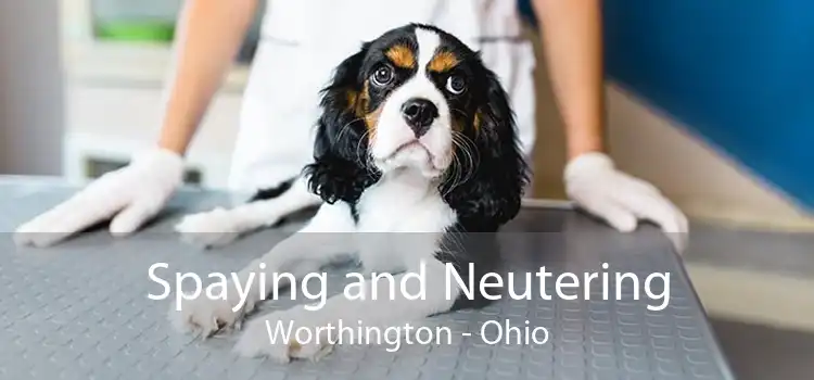 Spaying and Neutering Worthington - Ohio
