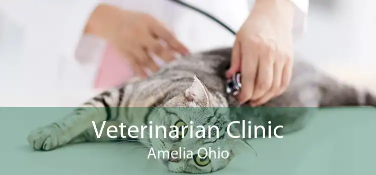 Veterinarian Clinic Amelia Ohio