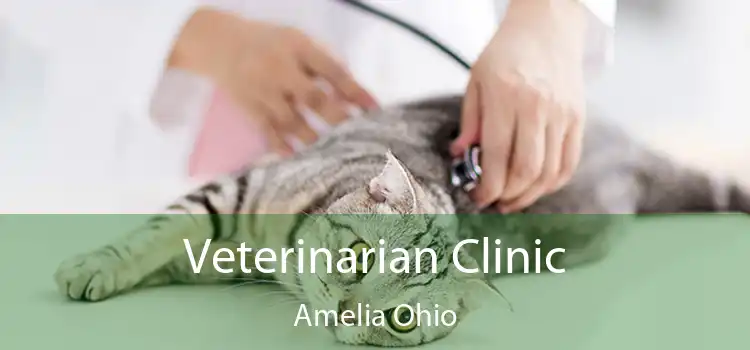 Veterinarian Clinic Amelia Ohio