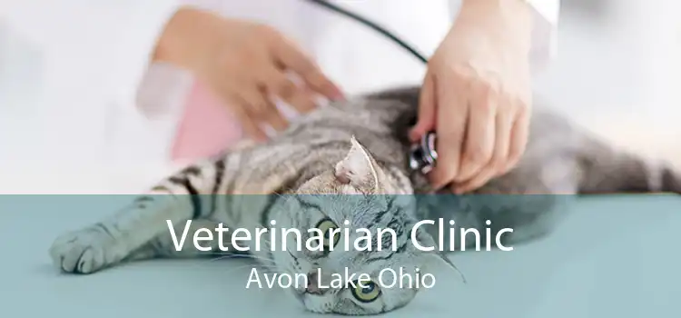 Veterinarian Clinic Avon Lake Ohio