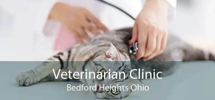 Veterinarian Clinic Bedford Heights Ohio