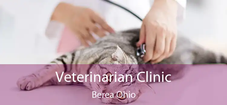 Veterinarian Clinic Berea Ohio
