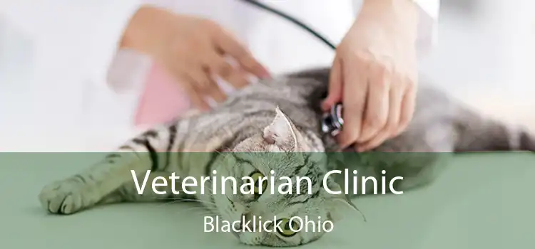 Veterinarian Clinic Blacklick Ohio