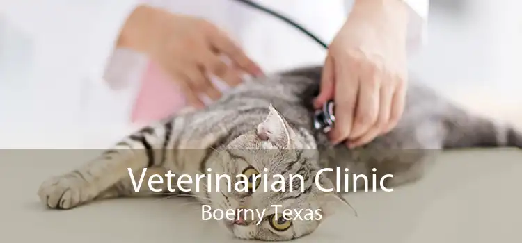 Veterinarian Clinic Boerny Texas
