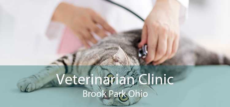 Veterinarian Clinic Brook Park Ohio