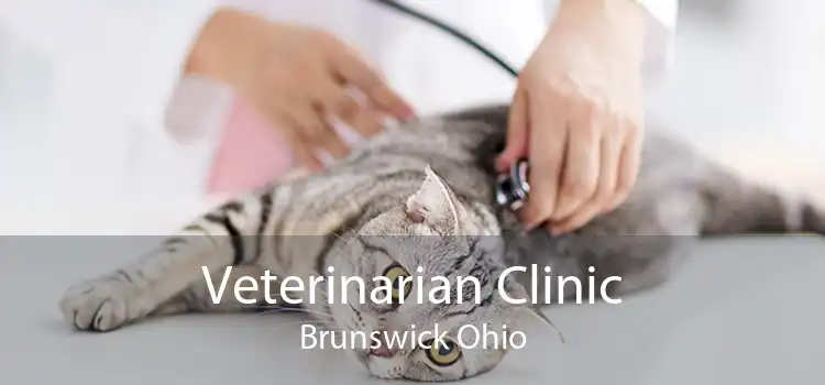 Veterinarian Clinic Brunswick Ohio