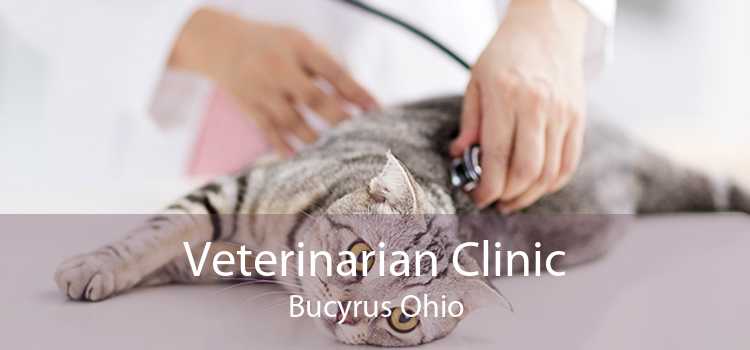 Veterinarian Clinic Bucyrus Ohio