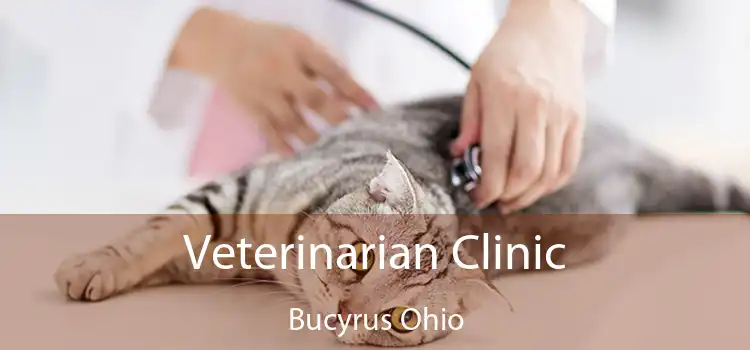 Veterinarian Clinic Bucyrus Ohio