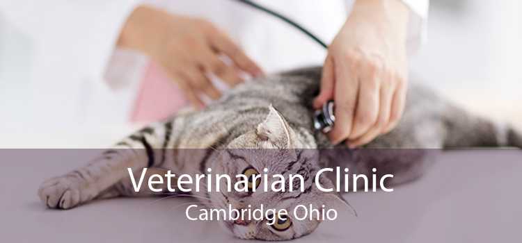 Veterinarian Clinic Cambridge Ohio
