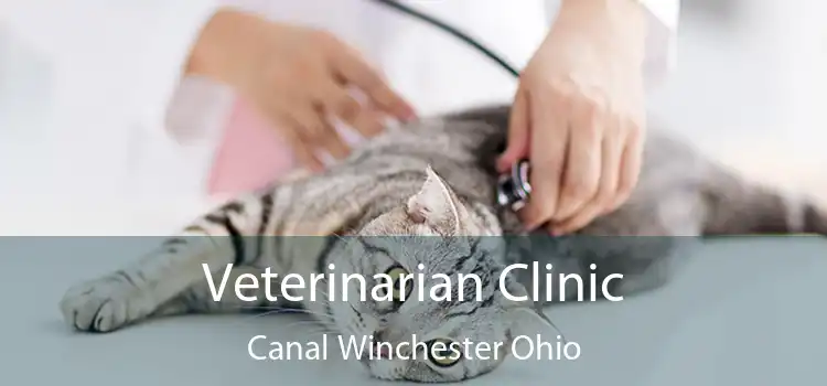 Veterinarian Clinic Canal Winchester Ohio