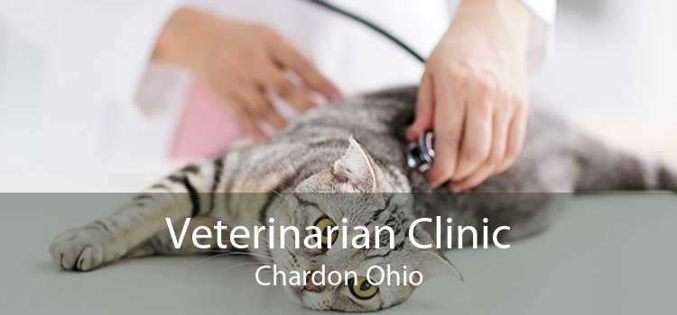Veterinarian Clinic Chardon Ohio