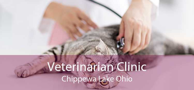 Veterinarian Clinic Chippewa Lake Ohio