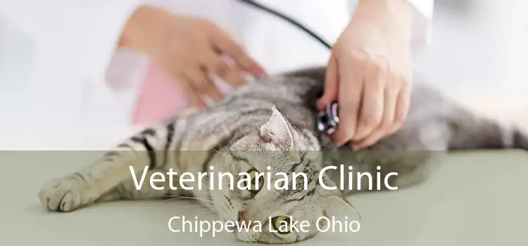 Veterinarian Clinic Chippewa Lake Ohio