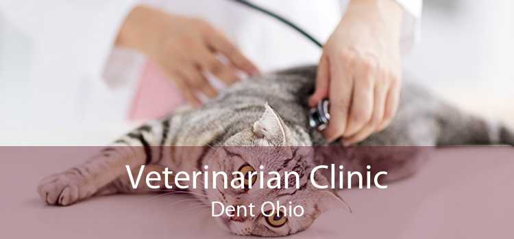 Veterinarian Clinic Dent Ohio