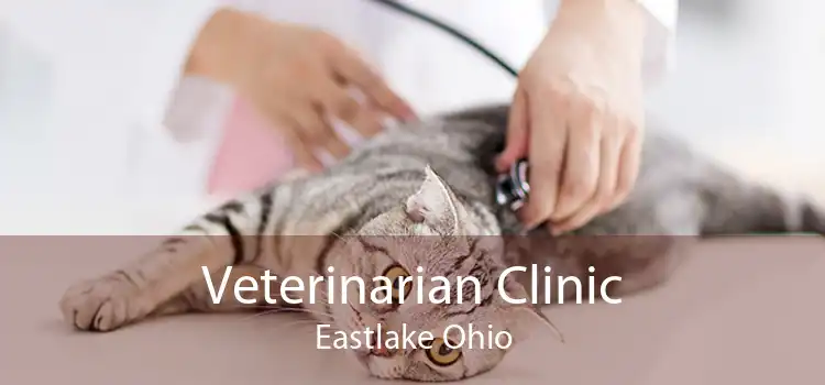 Veterinarian Clinic Eastlake Ohio