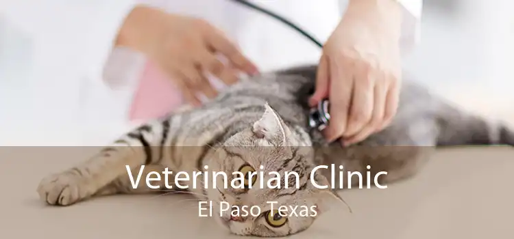 Veterinarian Clinic El Paso Texas
