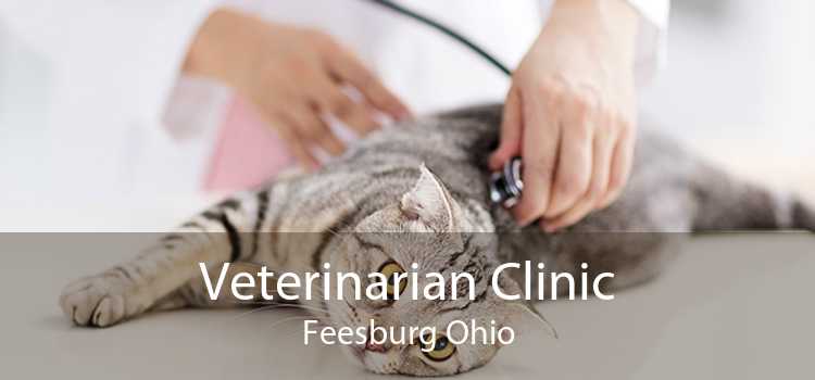 Veterinarian Clinic Feesburg Ohio