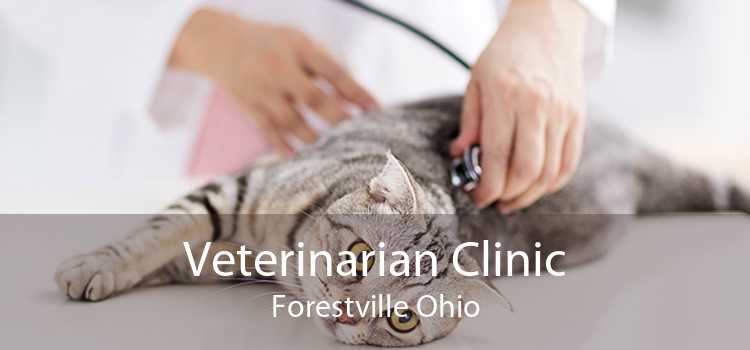 Veterinarian Clinic Forestville Ohio