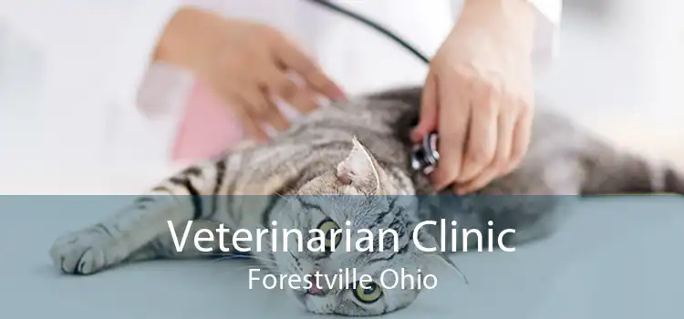 Veterinarian Clinic Forestville Ohio