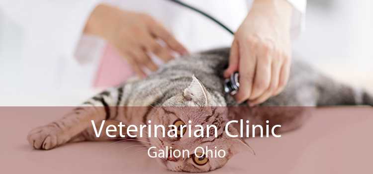Veterinarian Clinic Galion Ohio