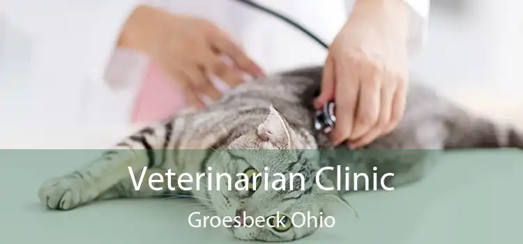 Veterinarian Clinic Groesbeck Ohio