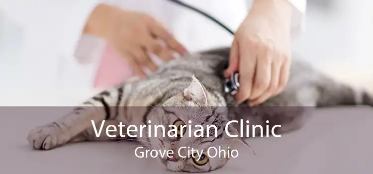 Veterinarian Clinic Grove City Ohio