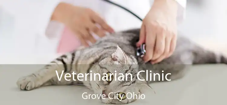 Veterinarian Clinic Grove City Ohio