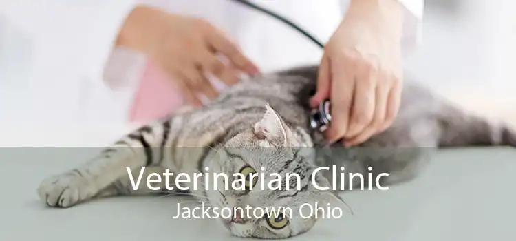 Veterinarian Clinic Jacksontown Ohio