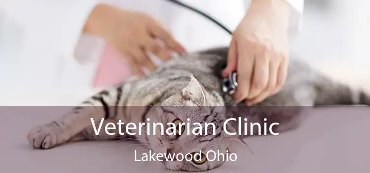 Veterinarian Clinic Lakewood Ohio