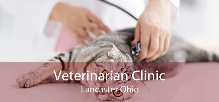 Veterinarian Clinic Lancaster Ohio