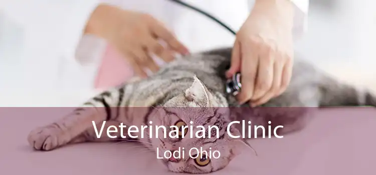 Veterinarian Clinic Lodi Ohio