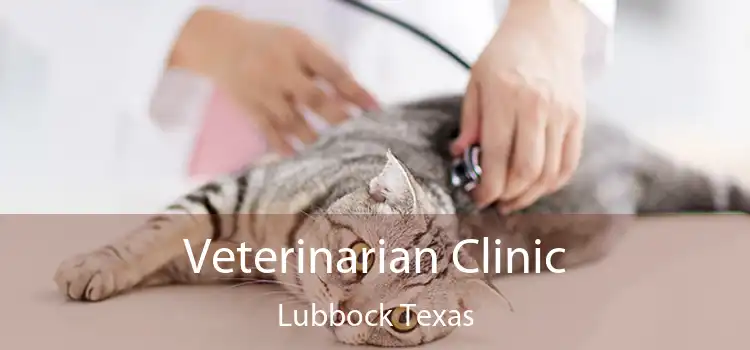 Veterinarian Clinic Lubbock Texas