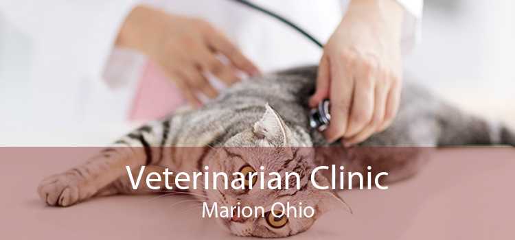Veterinarian Clinic Marion Ohio