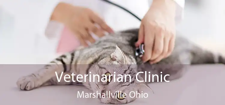 Veterinarian Clinic Marshallville Ohio