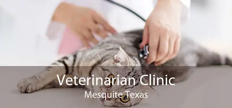 Veterinarian Clinic Mesquite Texas