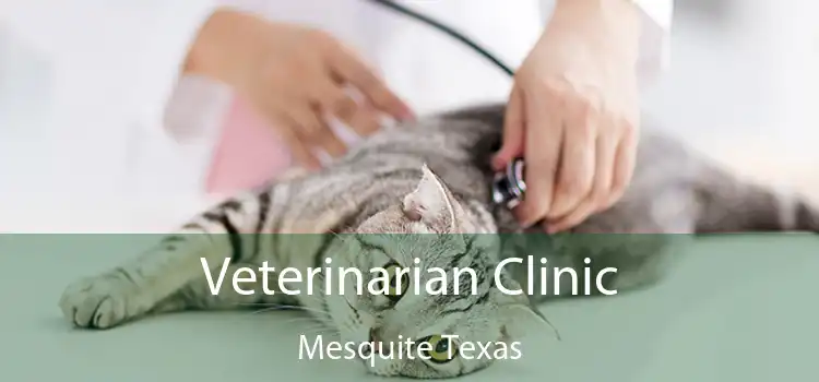 Veterinarian Clinic Mesquite Texas