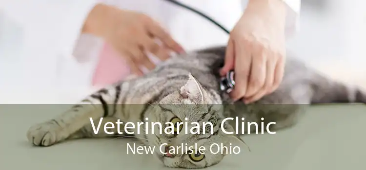 Veterinarian Clinic New Carlisle Ohio