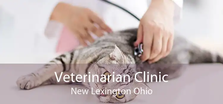 Veterinarian Clinic New Lexington Ohio