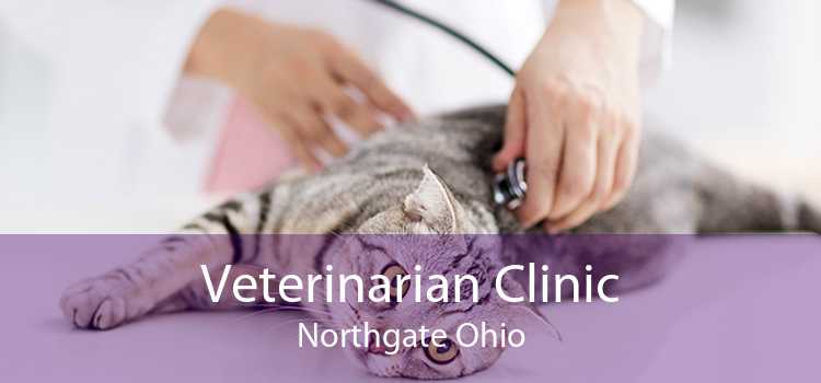 Veterinarian Clinic Northgate Ohio