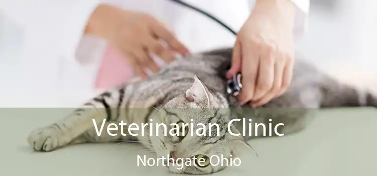 Veterinarian Clinic Northgate Ohio