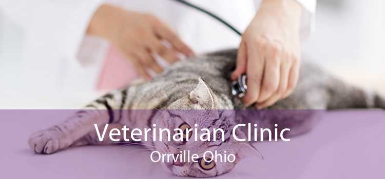 Veterinarian Clinic Orrville Ohio