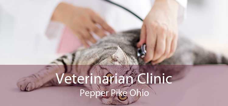 Veterinarian Clinic Pepper Pike Ohio