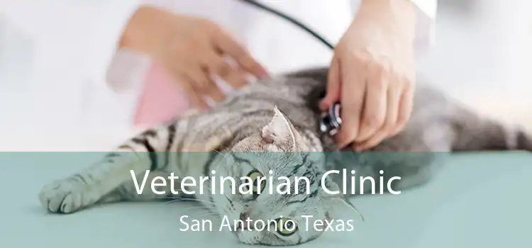 Veterinarian Clinic San Antonio Texas